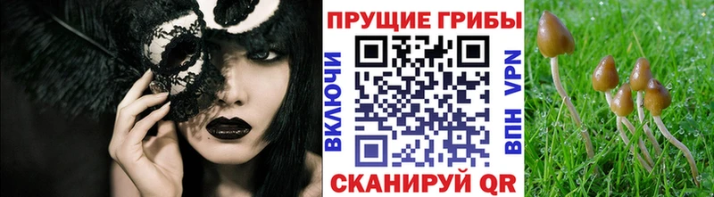 Псилоцибиновые грибы прущие грибы  Купить  Саров 